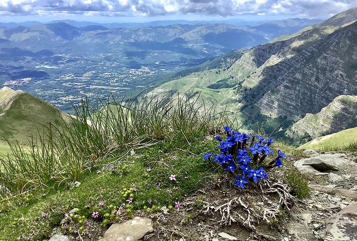 Fiori blu e viola nelle montagne alte